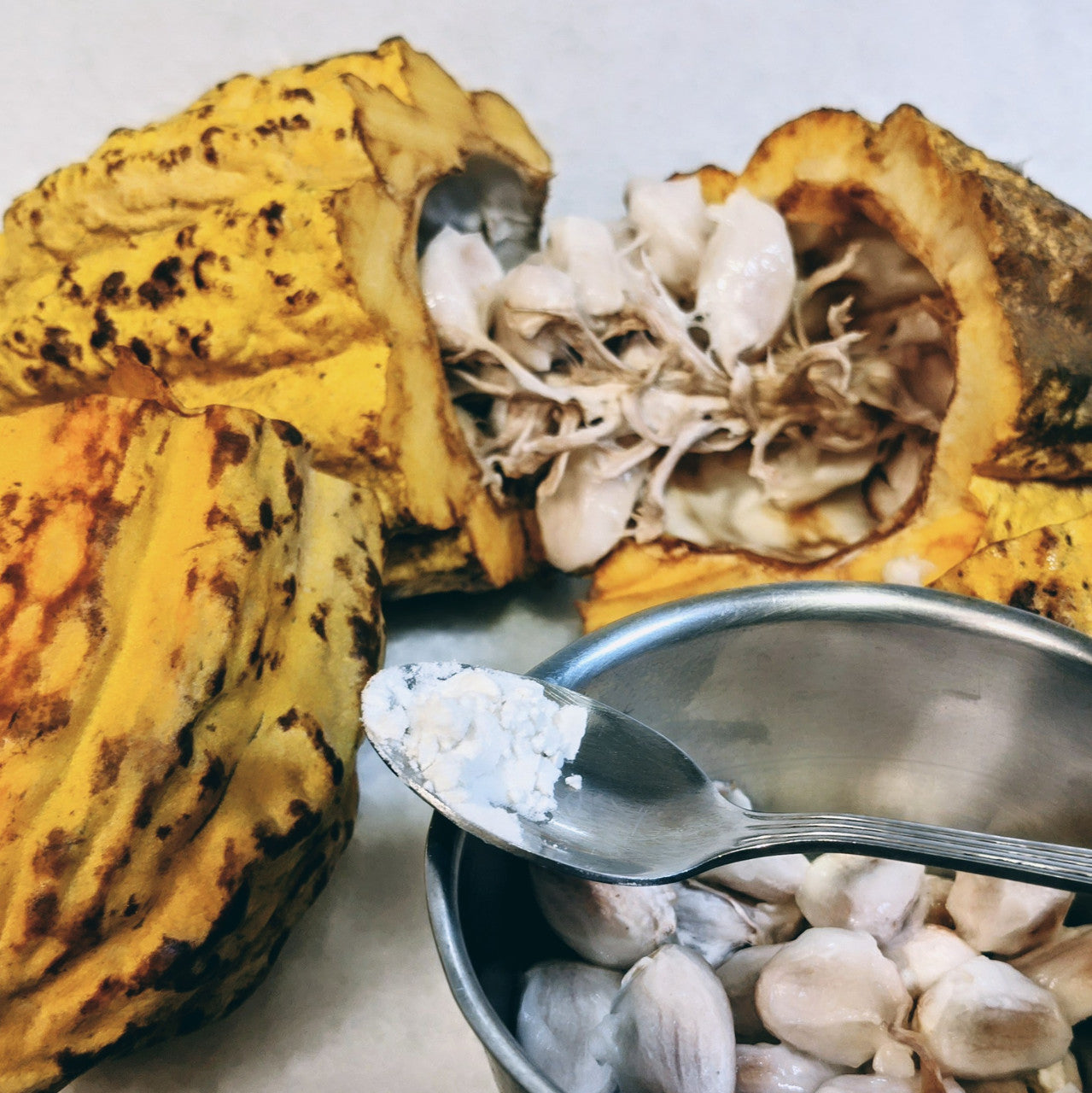 Cacao pod with cacao fruit, wet cacao beans in cacao fruit pulp and freeze dried cacao fruit powder on a spoon