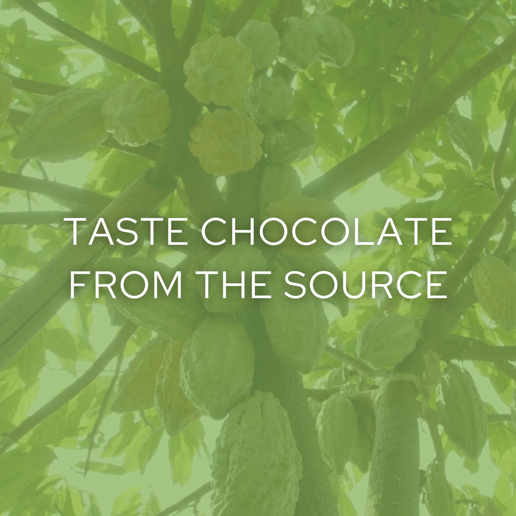 Taste Chocolate from The Source (Free Shipping)